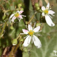 Saxifraga stolonifera Curtis